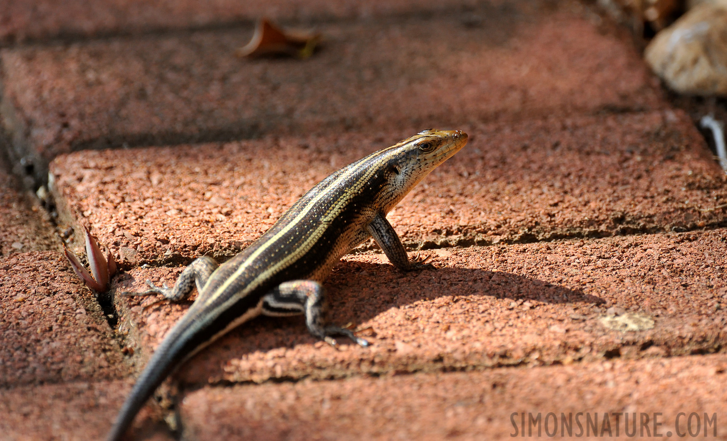 Trachylepis margaritifera [550 mm, 1/640 Sek. bei f / 8.0, ISO 1600]